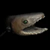 A strange looking frilled shark smiles at the camera.