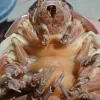Giant Isopod from the Gulf of Mexico