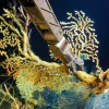 A submersible’s robotic arm collects gold coral in the Hawaiian Islands. Similar specimens have been dated at more than 2,700 years old. 