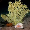 Gerardia, or gold coral, species often have a tree-like shape, as evident in this specimen. 