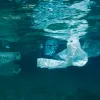 A plastic bag floats at sea.