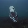 A Grey Seal (Halichoerus grypus) poses in the waters off Acadia National Park in Maine.&nbsp;
