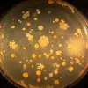 Searching for useful chemicals, ocean scientists grow bacteria associated with deep-sea coral on nutrient agar. 