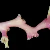 White growth emerges from a deep-sea coral sample stained pink to enable ocean scientists to measure its growth rate. 
