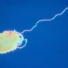 Hagfish Slime Thread 