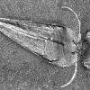 A fossil imprint of Haplophrentis carinatus with two oar-like appendages. 