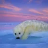 A harp seal pup rests on the ice at sunset in the Gulf of St. Lawrence, Canada.