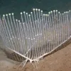 How Many Nights of Hanukkah? A harp has its own place in holiday music, but we also think this sponge looks like a super-sized menorah! This newly-discovered carnivorous sponge (Chondrocladia lyra)&nbsp;was found using robotic submersibles operated by the 