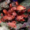 A school of Hawaiian squirrelfish. 