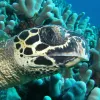 Hawksbill turtles (Eretmochelys imbricata) are small to medium-sized turtles, but can get as large as 200 lbs (91 kg). Adults live among healthy coral reef communities, feeding primarily on sponges, but they also eat other invertebrates like sea cucumbers,