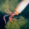 A humboldt squid releases ink.