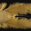 This recently discovered hairy crab species (Kiwa hirsuta) has no eyes.