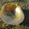 A shining jingle shell on the sand. 