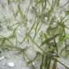 A close-up image of Johnson's seagrass growing in sand. 