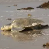 Kemp’s ridley turtles (Lepidochelys kempii) are the smallest sea turtles, weighing only 100 lbs (45 kg). Adults spend most of their time in shallow coastal areas in places with mud, sand, or gravel bottoms—often in seagrass beds. They eat swimming crab
