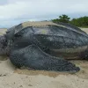 Leatherback turtles (Dermochelys coriacea) are the largest sea turtles, growing as long as six and a half feet (2 m) and weighing some 2,000 pounds (900 kg). They’re unlike the other marine turtles in two important ways: they have a thick leathery carapa