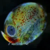 Even when a lobster is still a developing egg, you can see some of its adult features: an eye and legs. 