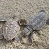 Loggerhead turtles (Caretta caretta) are named for their large heads and strong jaws, which allow them to eat prey with hard shells, like big marine snails. They live throughout the world’s warm tropical and subtropical oceans. They live off-shore when t