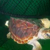 A Turtle Excluder Device (TED) enables a loggerhead turtle to escape from a net.