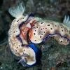 Emperor shrimp, and two nudibranches at Dinah’s Beach, Papua New Guinea.