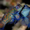 The mandarinfish lives in western Pacific tropical coral reef ecosystems and lacks the scales that are typically seen on bony fish. 