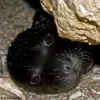 Monk seal pup