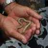 An unidentified moray eel held in researcher's hands. 