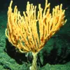 This species of bamboo coral, discovered in 2004 in the Pacific Northwest, has unusually long and impressive tentacles.