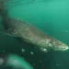 Greenland Shark in cold water