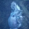 A deep-sea octopus protecting her eggs
