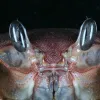 Ghost crabs are often seen scuttling quickly along beaches, and can be difficult to photograph in the wild.  They are common in Moorea where this specimen was collected.