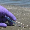 A scientist collects oil-laden "sand patties" on a Louisiana beach two years after the oil spill.