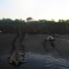 Olive ridley turtles (Lepidochelys olivacea) are the smallest marine turtle, living in warm waters close to shore as adults. Female olive ridleys take part in mass nestings that can involve 150,000 individual turtles crawling up a beach at night to find a 