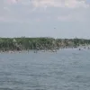 Pelicans Roost at oil spill "ground zero" two years later.