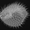 X-ray image of a long-spined porcupine fish