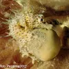 A male short-snouted seahorse with a pouch full of eggs. 