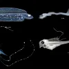 a comparison of alive and preserved larvae specimens