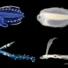 a comparison of alive and preserved fish larvae