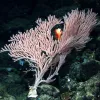 Tree corals like this Calyptrophora bayer can grow several meters high and resemble brightly colored trees. 