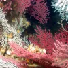 These deep-sea corals at the Madison-Swanson Marine Reserve are protected, along with the marine life they harbor. 