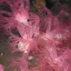 Purple octocoral at ECOGIG study site at the bottom of the sea. 