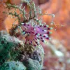 This beautiful turquoise and purple creature is an aeolid nudibranch. The aeolid nudibranch is covered by branches that are actually gills, called cerata. The cerata also contain parts of the nudibranchs digestive system. 