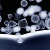 Radiolarian Shells