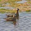 Red Phalaropes have specialized in feeding in open water by spinning rapidly on the surface to create a small whirlpool, which draws plankton to the surface to eat.