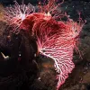 A fan-shaped colony of red coral (Corallium sp.) provides a perch for three basket stars as they feed. 