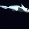 Rhinochimaera swimming in the Dark.