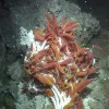 Riftia tubeworm (Riftia pachyptila) colonies near hot spring.