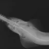 The long toothy rostrum or “saw," which gives the smalltooth sawfish its common name, is clearly seen in this X-ray image.