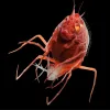 A red Scypholanceola aestiva stares at the screen with large orange eyes.