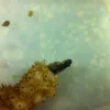 A pearlfish, which lives in the orange sea cucumber's anus, emerges to feed.